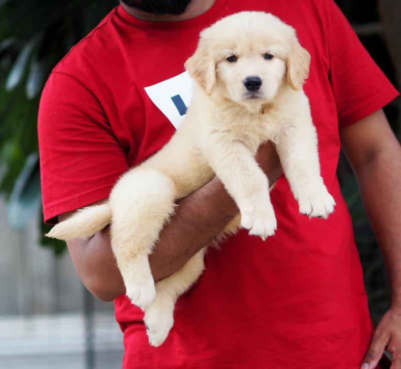 buy golden retriever puppy online in india