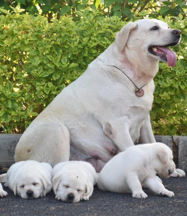 whiter labrador pet with his mother