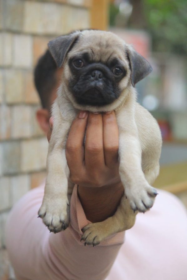buy pug online near in india