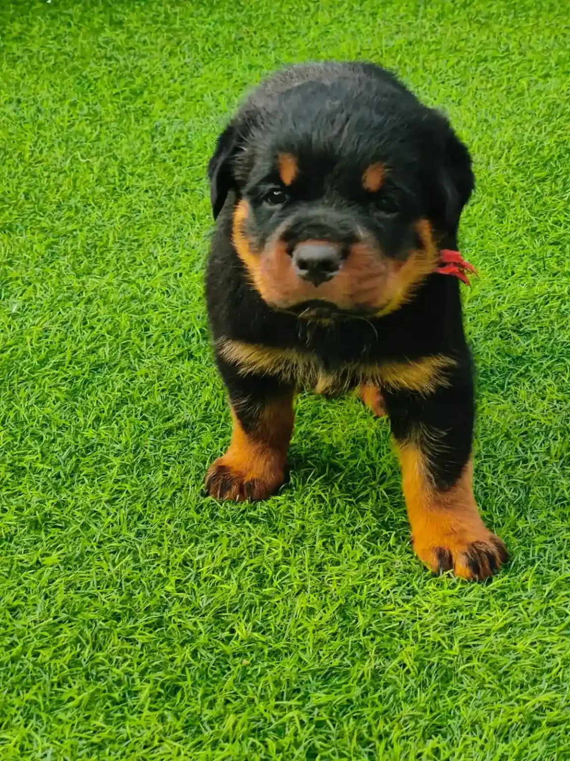 rottweiller puppy stand on green grass
