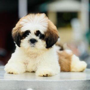 Shih Tzu