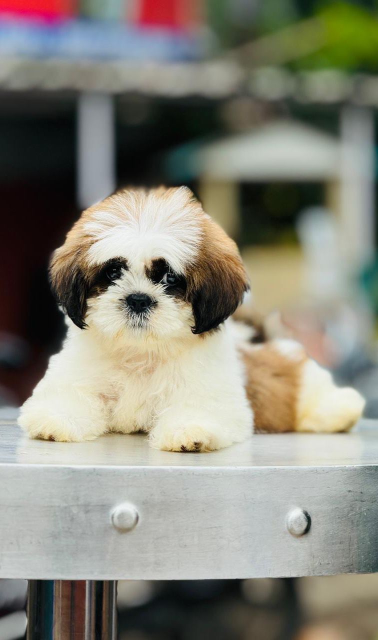 shih tzu puppies