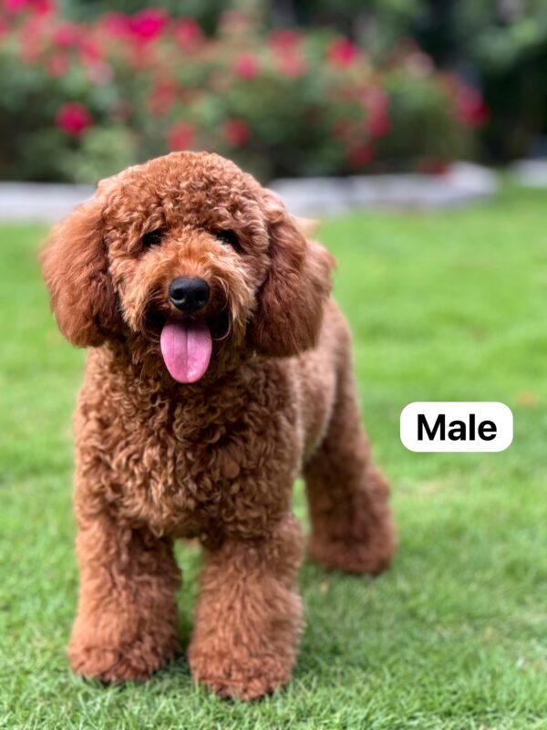 poodle male in green background