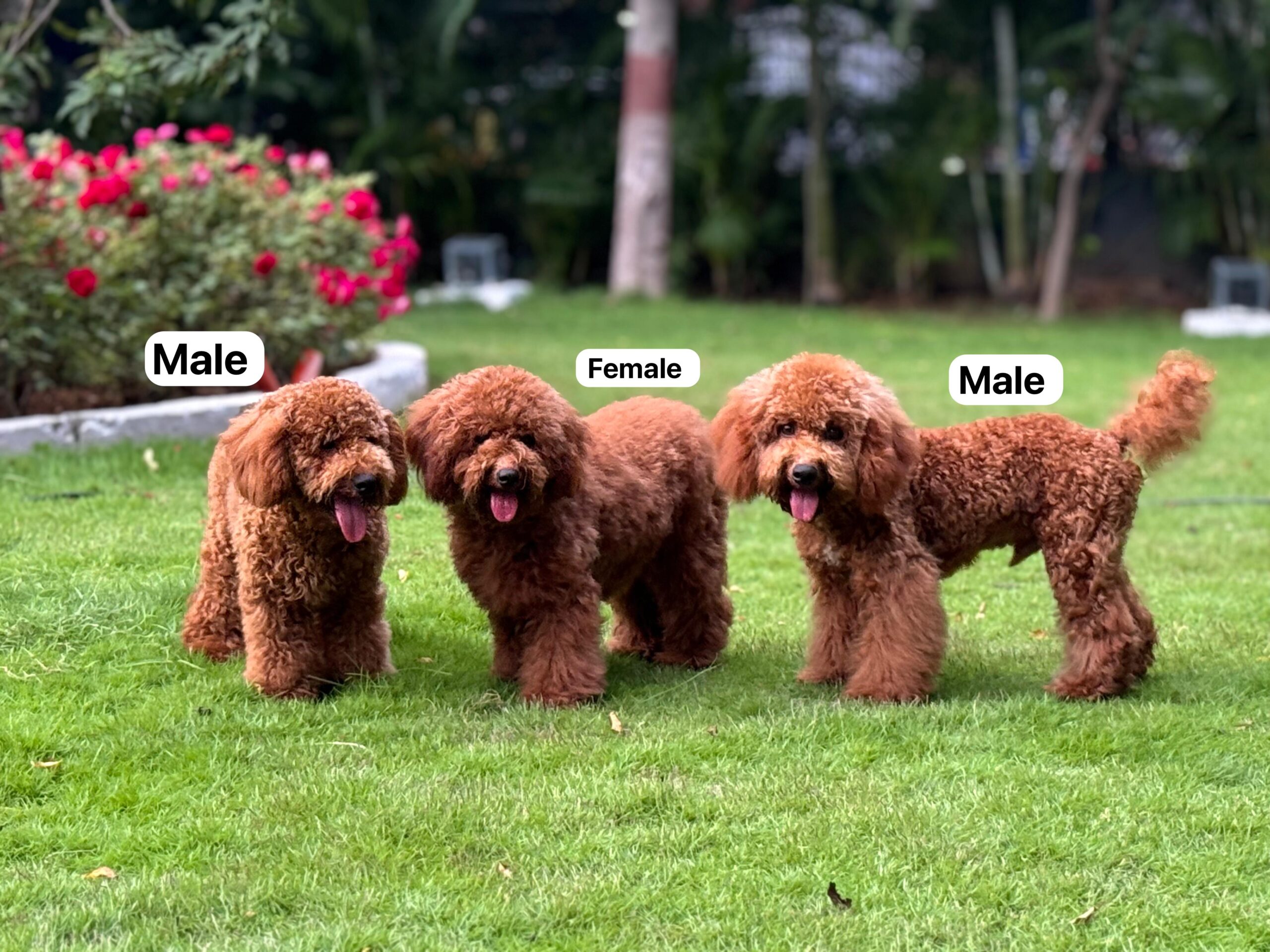 4 poodle in garden