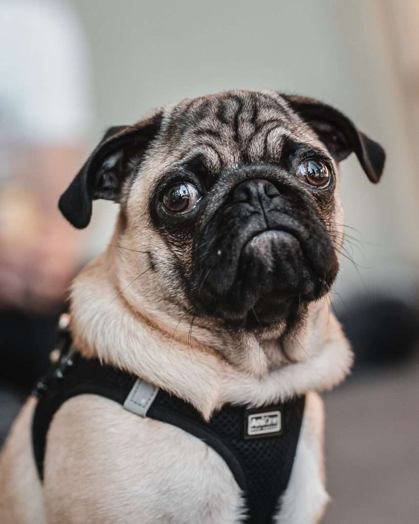 pug vodafone dog ki kimat