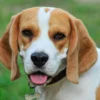 beagle brown and white