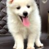 wnite pomeranion dog puppies