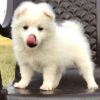 pomeranian - Image 3