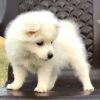 white pomeranian puppy