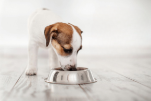 Read more about the article Best  Diet Plan for Toy Dog Breeds