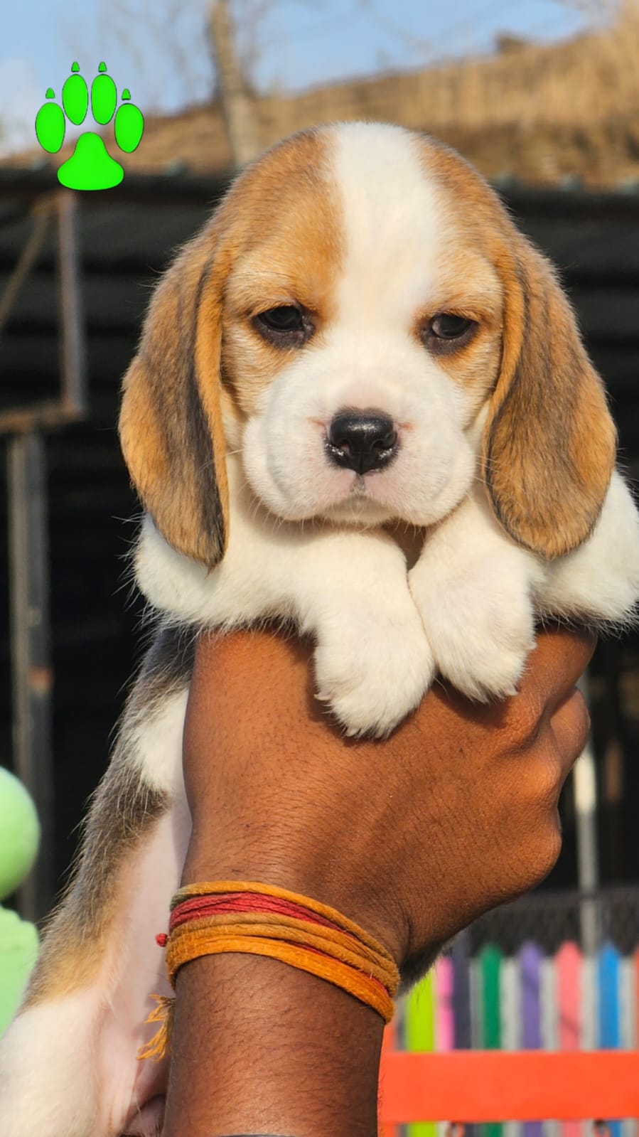 beagle puppy price