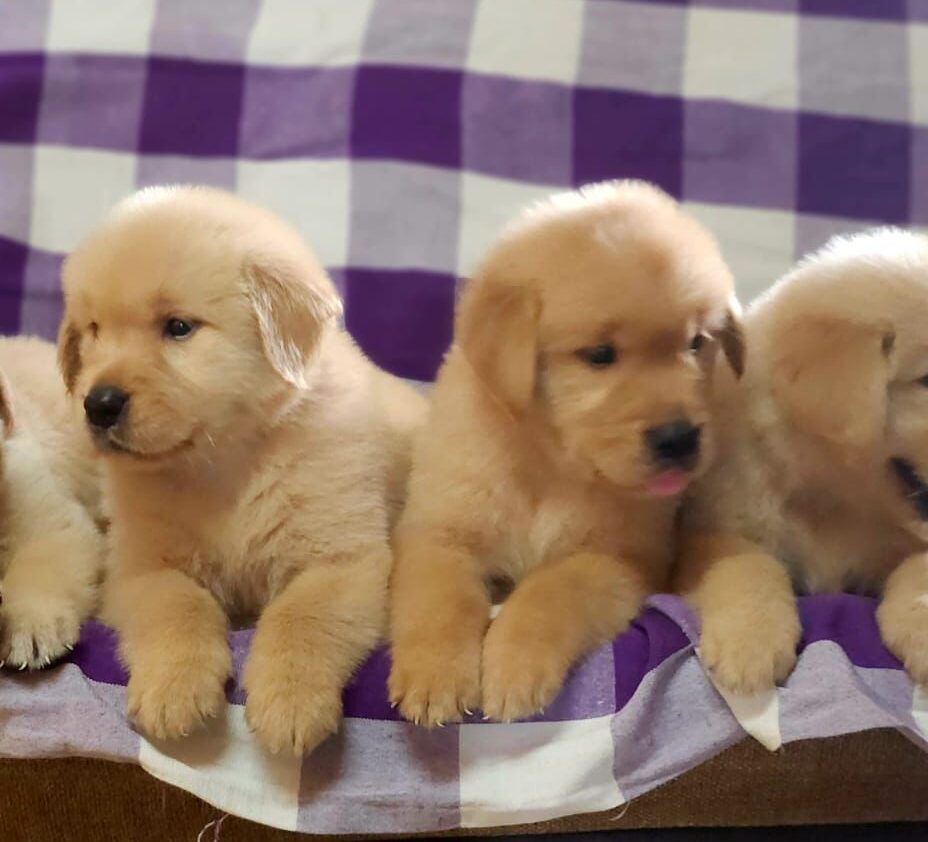 dark golden golden retriver puppy sitting on bed